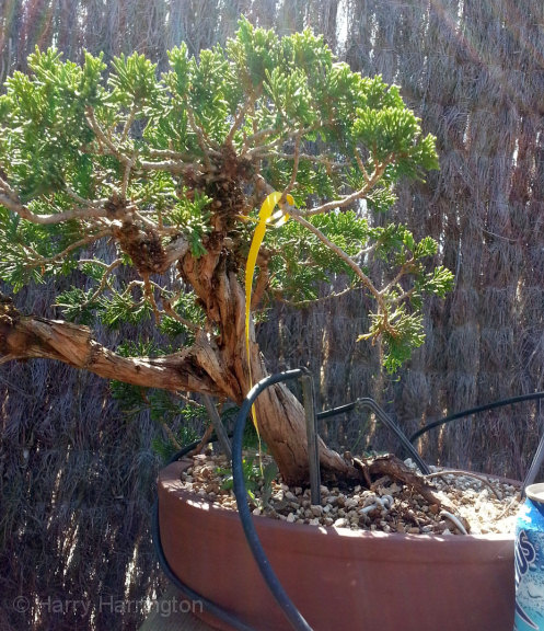 juniper bonsai